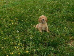 Golden Retriever Puppy for sale in ODON, IN, USA