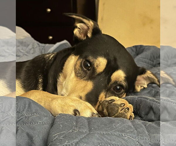 Medium Photo #2 Mutt Puppy For Sale in Germantown, OH, USA