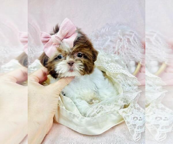 Medium Photo #17 Shih Tzu Puppy For Sale in TAMPA, FL, USA