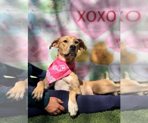 Medium Photo #3 Mutt Puppy For Sale in Pompano Beach , FL, USA