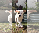 Small #1 Mutt