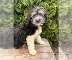 Small #3 Cockapoo