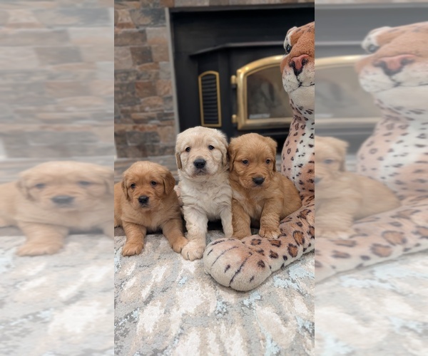 Medium Photo #8 Golden Retriever Puppy For Sale in SACRAMENTO, CA, USA