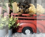Small #3 Yorkshire Terrier