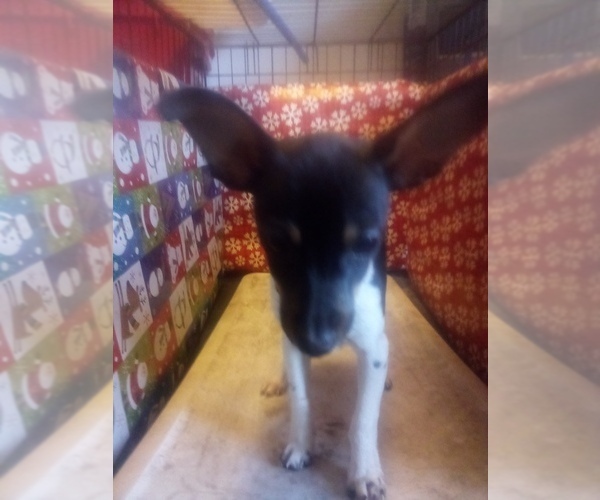Medium Photo #2 Rat-Cha Puppy For Sale in TEMPERANCE, MI, USA