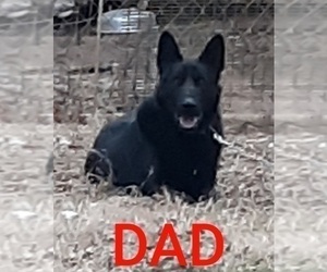 Father of the German Shepherd Dog puppies born on 11/08/2022