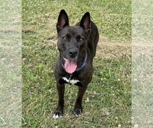 Flash - Female American Pit Bull Terrier-Siberian Husky Mix Dog for Adoption - Photo #3