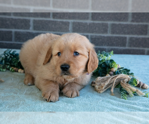 Medium Photo #3 Golden Retriever Puppy For Sale in MILLERSBURG, OH, USA