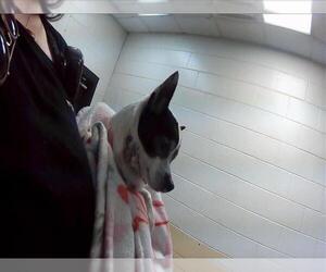 Chihuahua Dogs for adoption in Tulsa, OK, USA