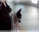Small Chihuahua
