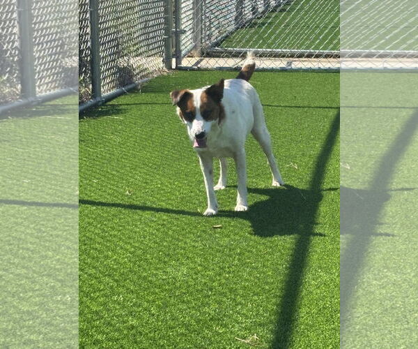 Medium Photo #4 Jack Russell Terrier-Unknown Mix Puppy For Sale in Greensboro, NC, USA