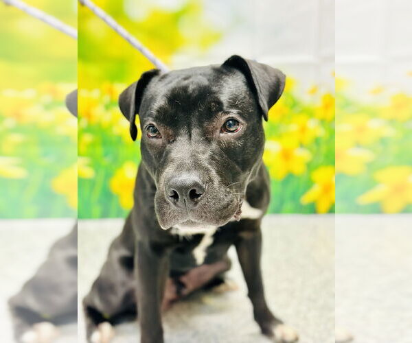 Medium Photo #3 American Pit Bull Terrier Puppy For Sale in Manahawkin, NJ, USA