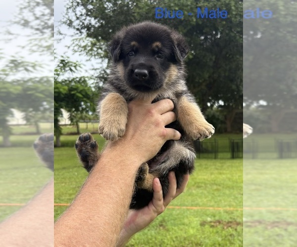 Medium Photo #1 German Shepherd Dog Puppy For Sale in LABELLE, FL, USA