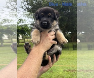 German Shepherd Dog Puppy for sale in LABELLE, FL, USA