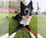 Small Photo #1 Belgian Malinois-Border Collie Mix Puppy For Sale in MERIDIAN, ID, USA