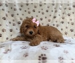 Small #7 Goldendoodle (Miniature)
