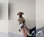Small #3 Boxer Mix