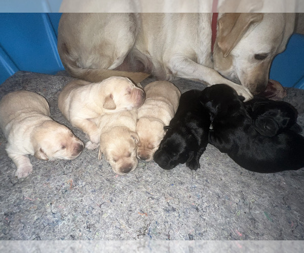 Medium Photo #3 Labrador Retriever Puppy For Sale in BRISTOL, VA, USA