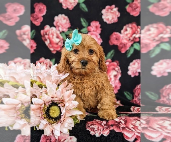 Medium Photo #6 Cavapoo Puppy For Sale in BIRD IN HAND, PA, USA