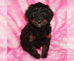 Labradoodle Puppy for sale in LA HABRA, CA, USA