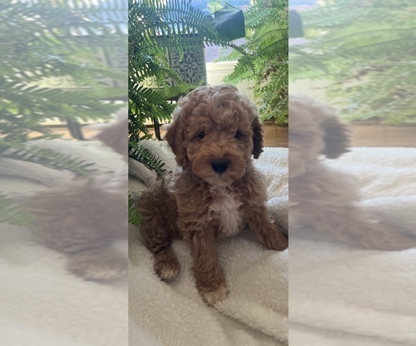 Medium Photo #8 Goldendoodle (Miniature) Puppy For Sale in LEWISBURG, PA, USA
