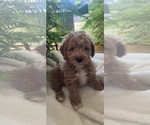 Small Photo #8 Goldendoodle (Miniature) Puppy For Sale in LEWISBURG, PA, USA
