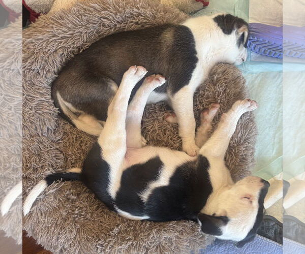 Medium Photo #3 Labrenees Puppy For Sale in Brooklyn Center, MN, USA