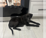 Small #1 Labrador Retriever Mix