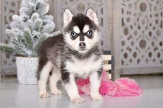 Siberian Husky Puppy for sale in MOUNT VERNON, OH, USA