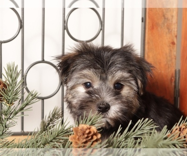 Medium Photo #2 Morkie Puppy For Sale in NAPLES, FL, USA