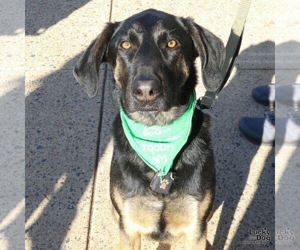 Medium Photo #3 Mutt Puppy For Sale in Washington, DC, USA