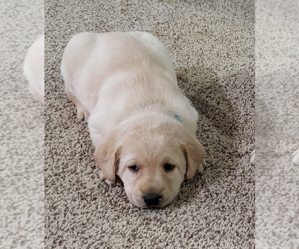 Medium Photo #119 Labrador Retriever Puppy For Sale in OLYMPIA, WA, USA