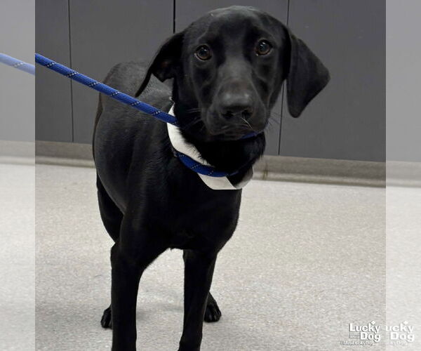 Medium Photo #2 Labrador Retriever-Retriever  Mix Puppy For Sale in Washington, DC, USA