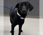Small #1 Labrador Retriever-Retriever  Mix