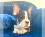 Small Photo #120 French Bulldog Puppy For Sale in COLUMBUS, OH, USA