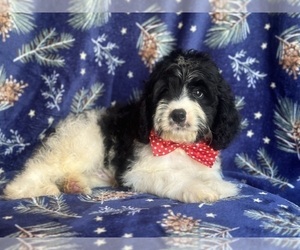 Cavapoo Puppy for sale in LAKELAND, FL, USA