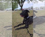 Small #3 Labrador Retriever Mix