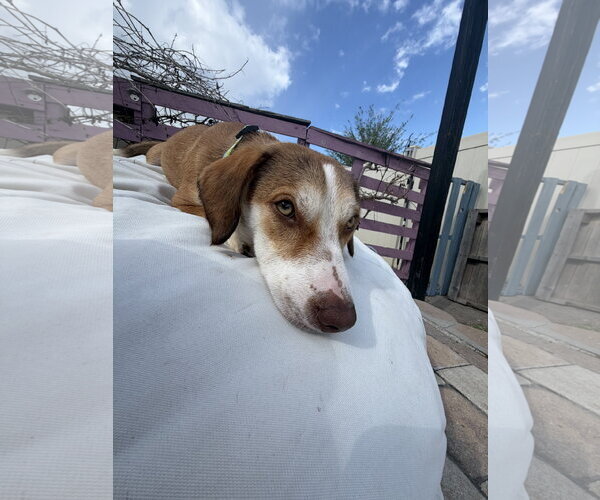 Medium Photo #3 Beagle Puppy For Sale in Tampa, FL, USA