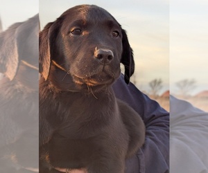 Golden Labrador Puppy for Sale in CAMERON, Missouri USA