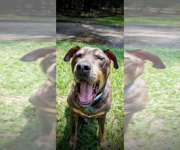 Medium Photo #4 Mutt Puppy For Sale in Brewster, NY, USA