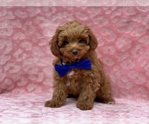 Cavapoo Puppy for sale in LANCASTER, PA, USA