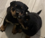 Small Photo #2 Rottweiler Puppy For Sale in FLORENCE, KY, USA