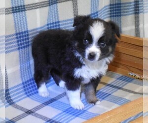Miniature Australian Shepherd Puppy for sale in FORT MORGAN, CO, USA