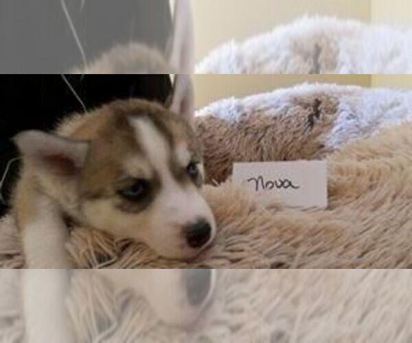 Medium Photo #1 Siberian Husky-Siberian Husky Mix Puppy For Sale in VIRGINIA, MN, USA