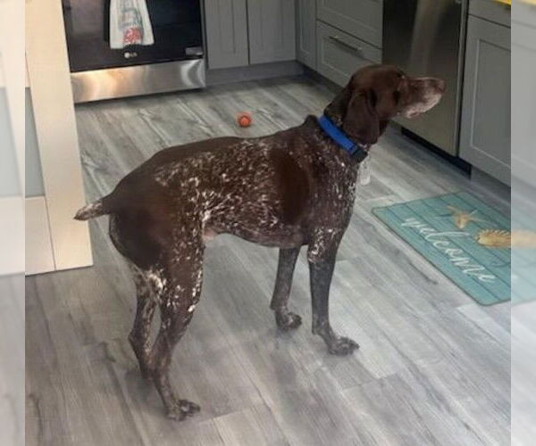 Medium Photo #3 German Shorthaired Pointer Puppy For Sale in Oakland Park, FL, USA