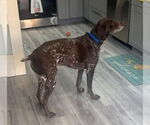 Small #2 German Shorthaired Pointer