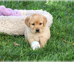 Bridget - Female Golden Labrador Puppy for Sale - Photo #4