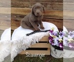 Small Photo #6 Labrador Retriever Puppy For Sale in POLK, OH, USA