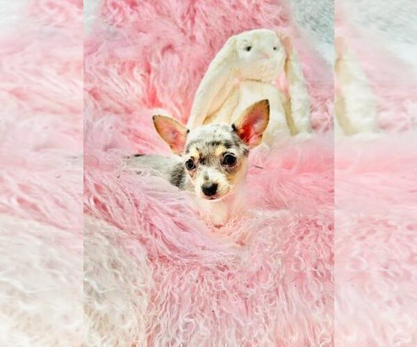 Medium Photo #11 Chihuahua Puppy For Sale in NEW YORK, NY, USA
