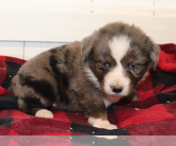 Medium Photo #5 Miniature Australian Shepherd Puppy For Sale in MARION CENTER, PA, USA